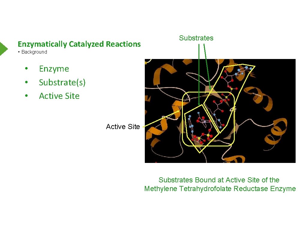 Enzymes and Enzyme Kinetics I Dr Nabil Bashir