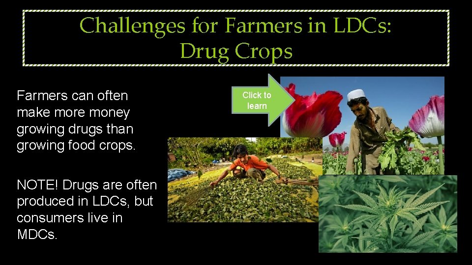 Challenges for Farmers in LDCs: Drug Crops Farmers can often make more money growing