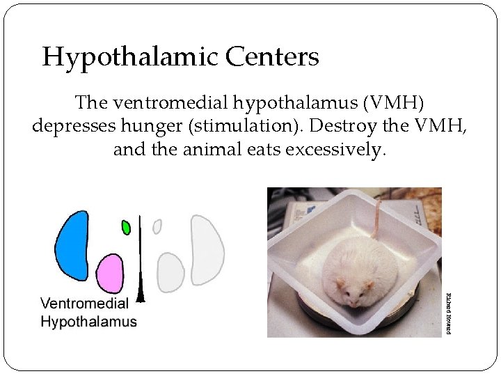 Hypothalamic Centers The ventromedial hypothalamus (VMH) depresses hunger (stimulation). Destroy the VMH, and the