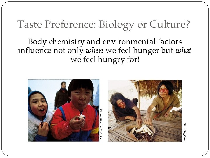 Taste Preference: Biology or Culture? Body chemistry and environmental factors influence not only when
