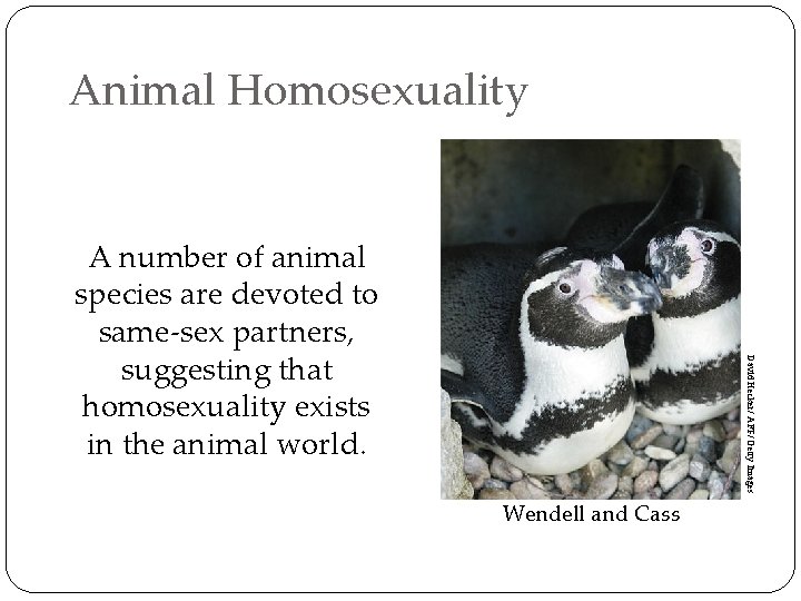 Animal Homosexuality David Hecker/ AFP/ Getty Images A number of animal species are devoted