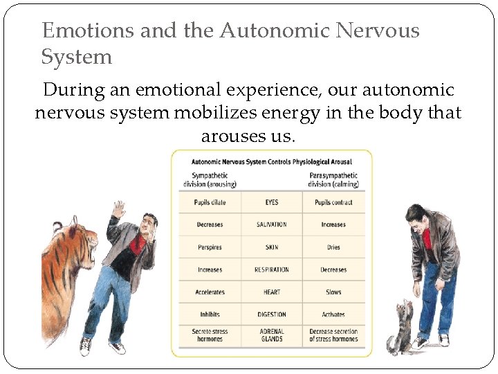 Emotions and the Autonomic Nervous System During an emotional experience, our autonomic nervous system