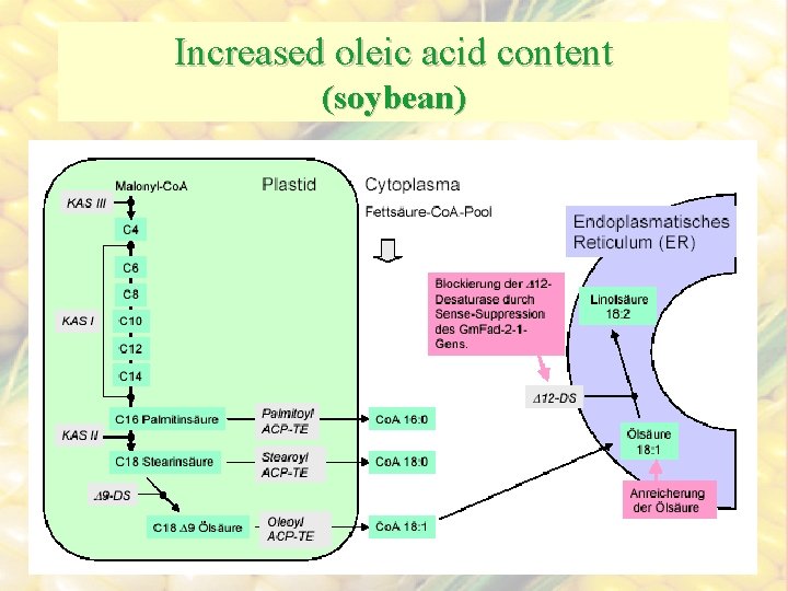 Increased oleic acid content (soybean) 