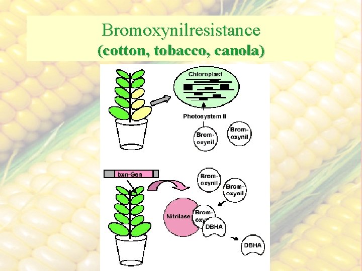 Bromoxynilresistance (cotton, tobacco, canola) 