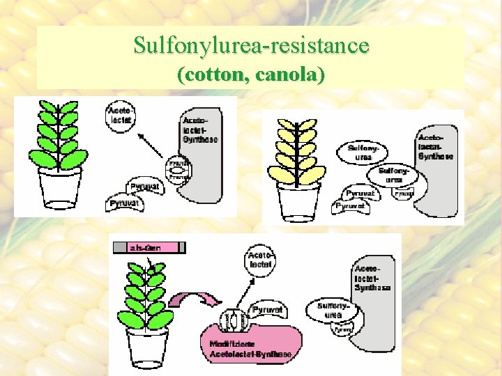 Sulfonylurea-resistance (cotton, canola) 