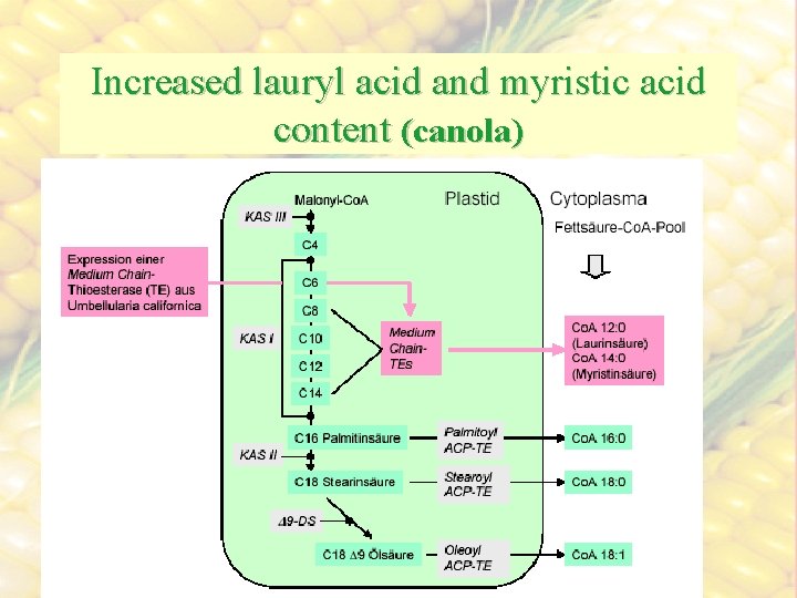 Increased lauryl acid and myristic acid content (canola) 