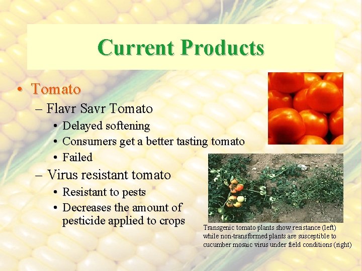 Current Products • Tomato – Flavr Savr Tomato • Delayed softening • Consumers get