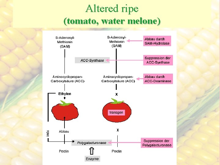 Altered ripe (tomato, water melone) 