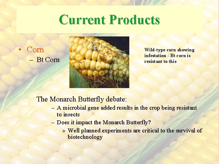 Current Products • Corn – Bt Corn Wild-type corn showing infestation - Bt corn