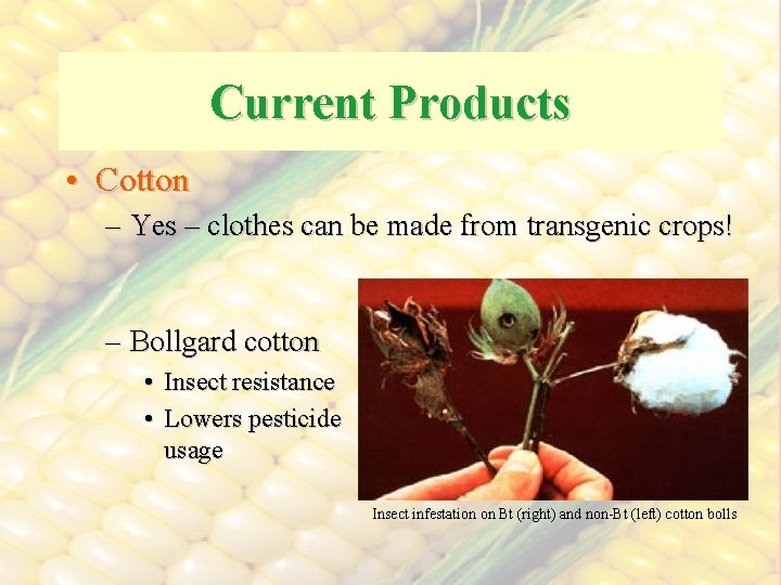 Current Products • Cotton – Yes – clothes can be made from transgenic crops!