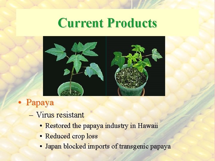 Current Products • Papaya – Virus resistant • • • Restored the papaya industry