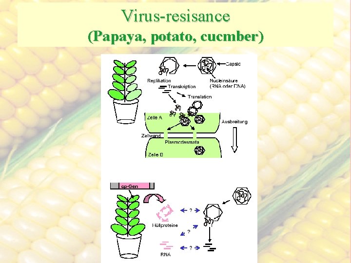 Virus-resisance (Papaya, potato, cucmber) 