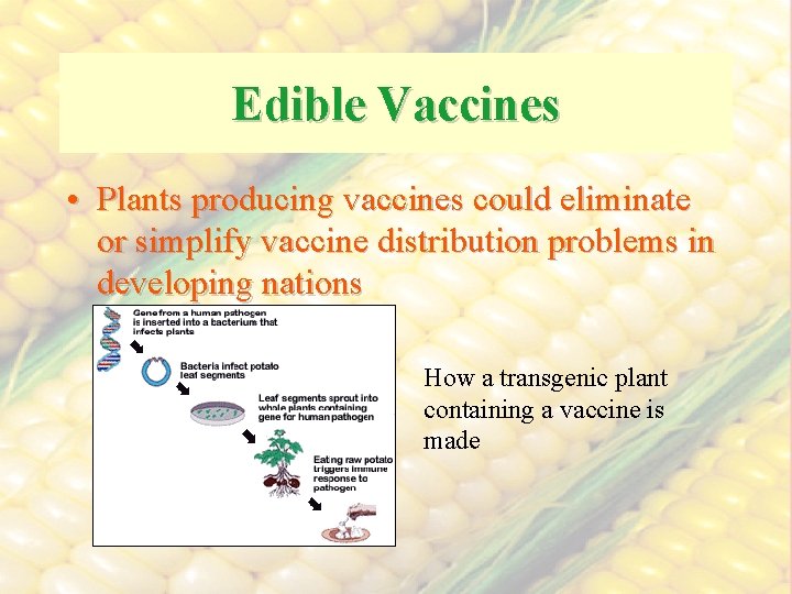 Edible Vaccines • Plants producing vaccines could eliminate or simplify vaccine distribution problems in