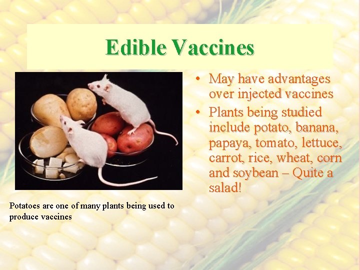 Edible Vaccines • May have advantages over injected vaccines • Plants being studied include