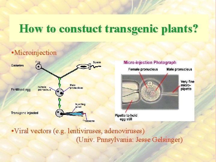 How to constuct transgenic plants? • Microinjection • Viral vectors (e. g. lentiviruses, adenoviruses)