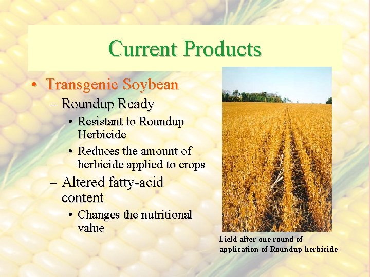 Current Products • Transgenic Soybean – Roundup Ready • Resistant to Roundup Herbicide •