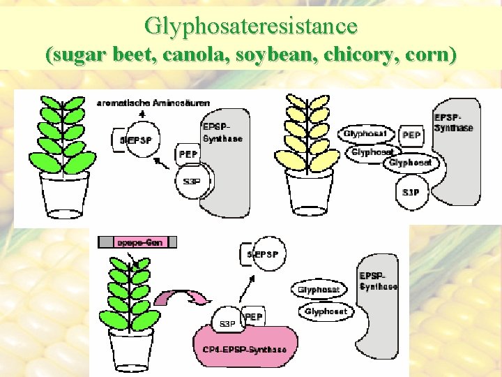 Glyphosateresistance (sugar beet, canola, soybean, chicory, corn) 