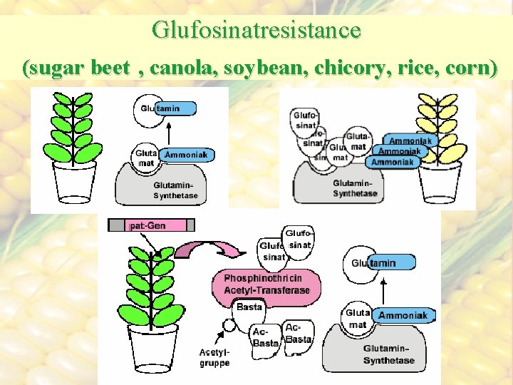 Glufosinatresistance (sugar beet , canola, soybean, chicory, rice, corn) 