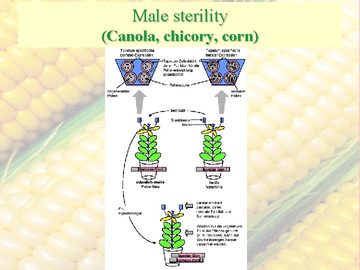 Male sterility (Canola, chicory, corn) 