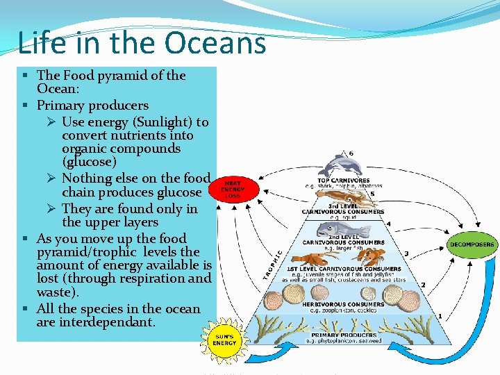 Life in the Oceans § The Food pyramid of the Ocean: § Primary producers
