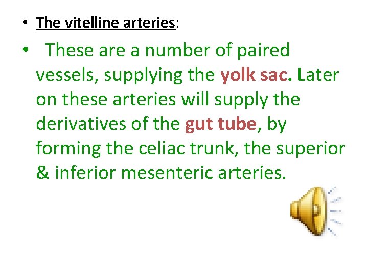  • The vitelline arteries: • These are a number of paired vessels, supplying