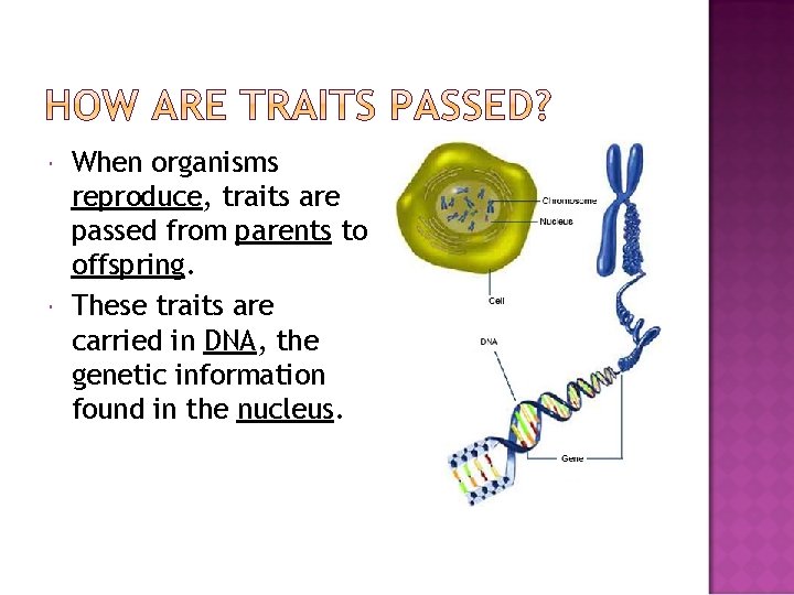  When organisms reproduce, traits are passed from parents to offspring. These traits are