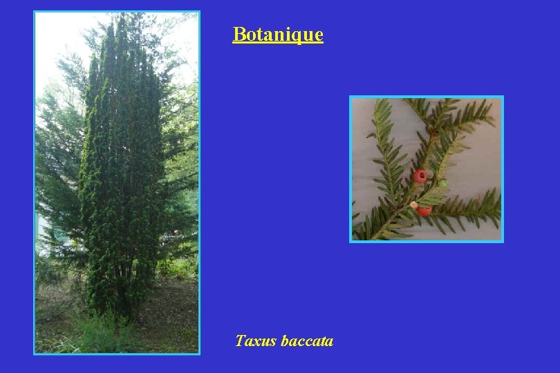 Botanique Taxus baccata 