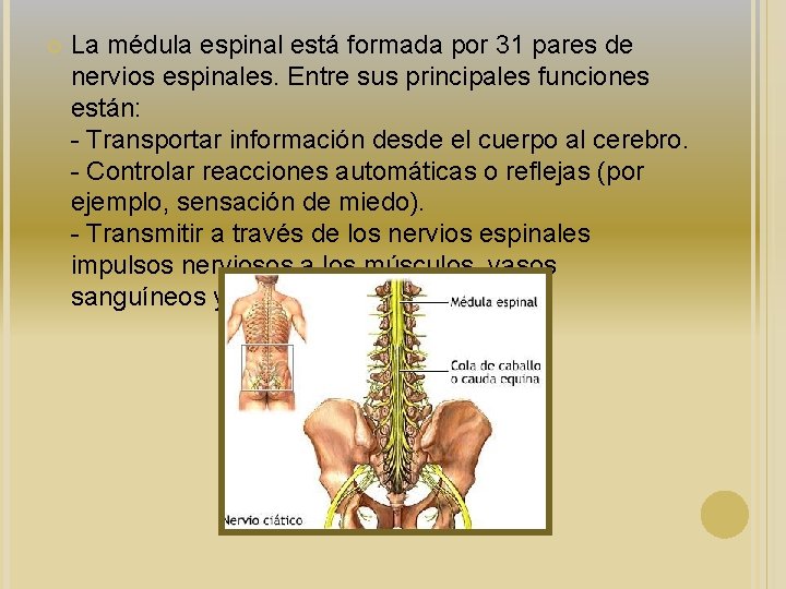 SISTEMA NERVIOSO CENTRAL Funciones y estructuras principales DEFINICIN