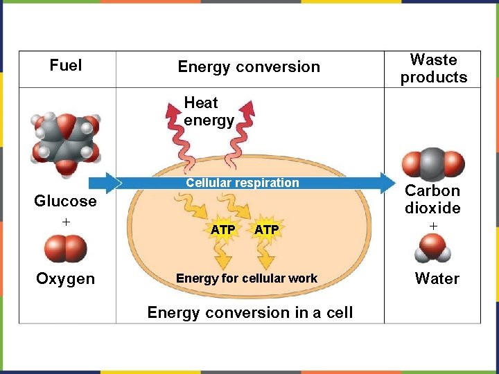 CONCEPTS OF BIOLOGY Chapter 4 HOW CELLS OBTAIN