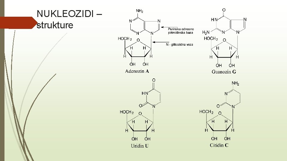 NUKLEOZIDI – strukture 