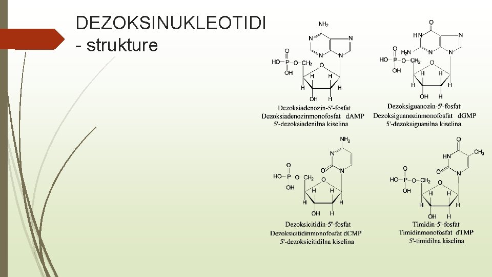 DEZOKSINUKLEOTIDI - strukture 