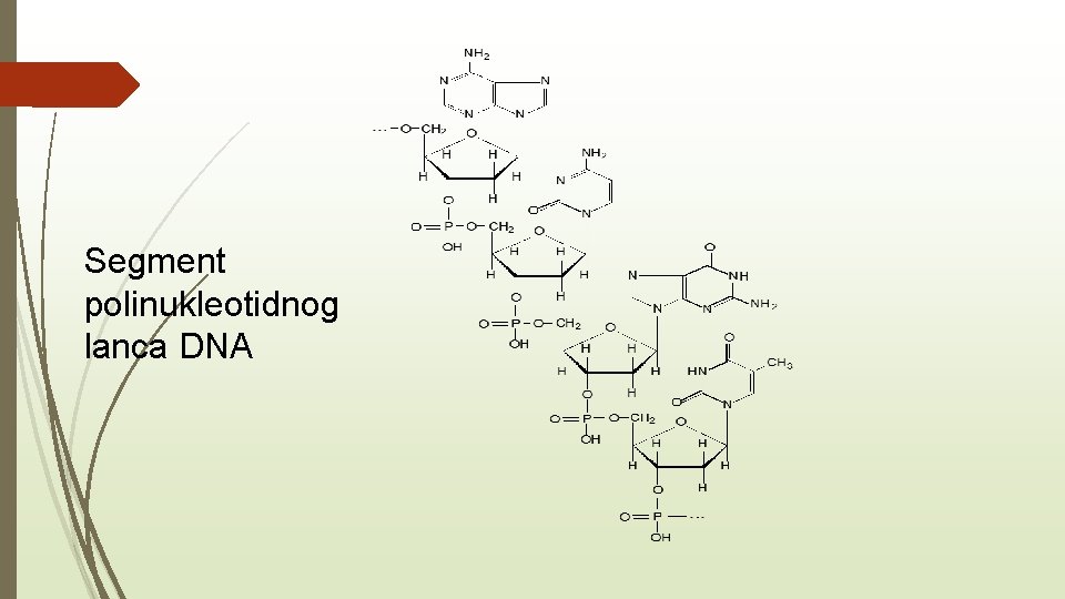 Segment polinukleotidnog lanca DNA 