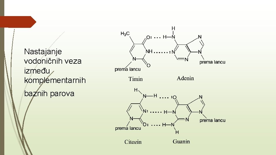 Nastajanje vodoničnih veza između komplementarnih baznih parova 
