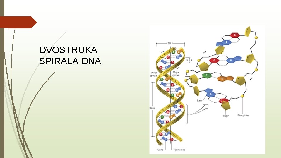 DVOSTRUKA SPIRALA DNA 