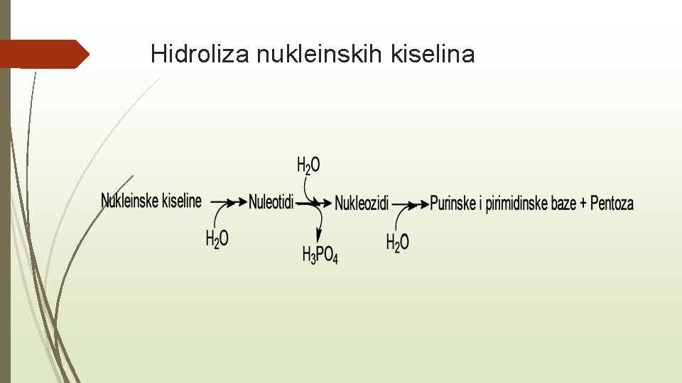 Hidroliza nukleinskih kiselina 