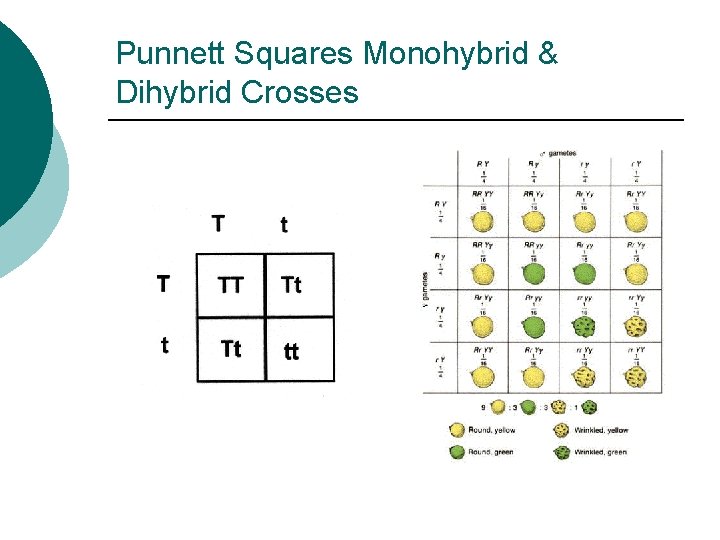 Punnett Squares Monohybrid & Dihybrid Crosses 