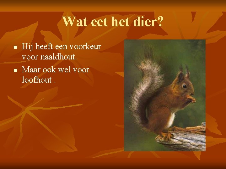 Wat eet het dier? n n Hij heeft een voorkeur voor naaldhout. Maar ook