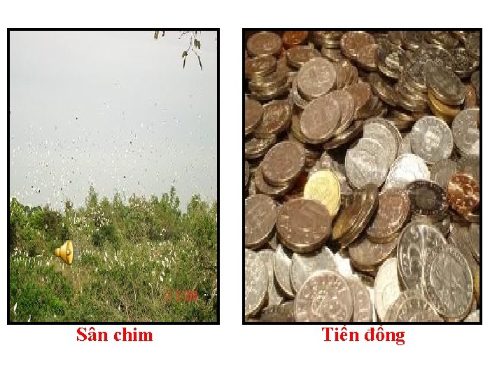 Sân chim Tiền đồng 