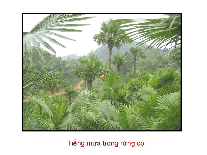 Tiếng mưa trong rừng cọ 