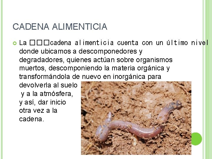 CADENA ALIMENTICIA La ���cadena alimenticia cuenta con un último nivel donde ubicamos a descomponedores