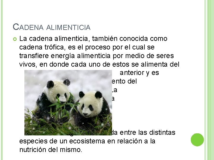 CADENA ALIMENTICIA La cadena alimenticia, también conocida como cadena trófica, es el proceso por