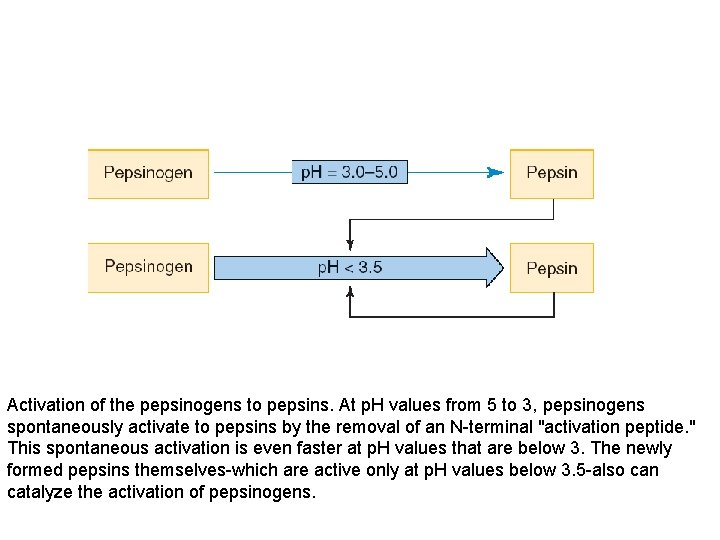 Activation of the pepsinogens to pepsins. At p. H values from 5 to 3,