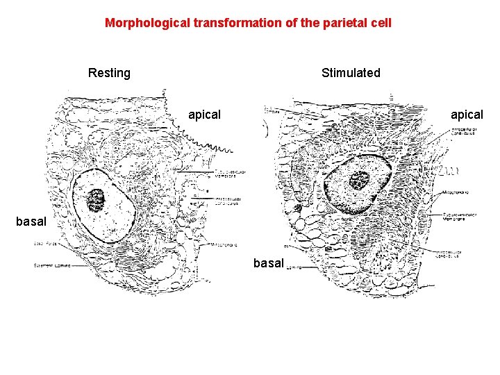 Morphological transformation of the parietal cell Resting Stimulated apical basal 