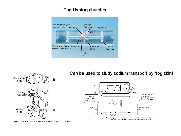 The Ussing chamber Can be used to study sodium transport by frog skin! 