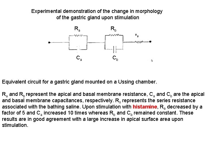 Experimental demonstration of the change in morphology of the gastric gland upon stimulation Ra