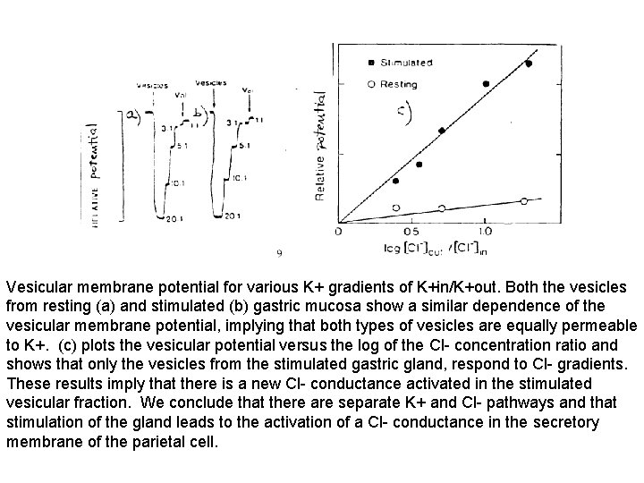 Vesicular membrane potential for various K+ gradients of K+in/K+out. Both the vesicles from resting