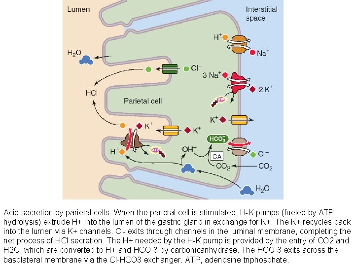 Acid secretion by parietal cells. When the parietal cell is stimulated, H K pumps