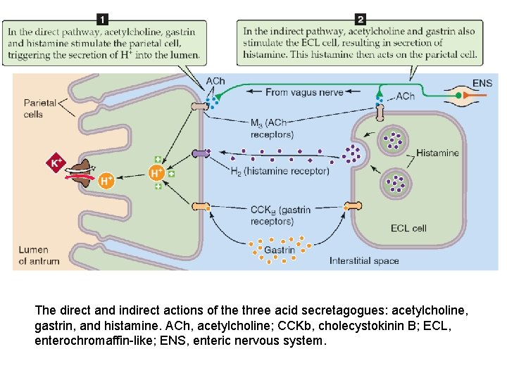 The direct and indirect actions of the three acid secretagogues: acetylcholine, gastrin, and histamine.