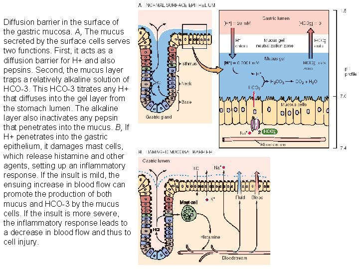 Diffusion barrier in the surface of the gastric mucosa. A, The mucus secreted by