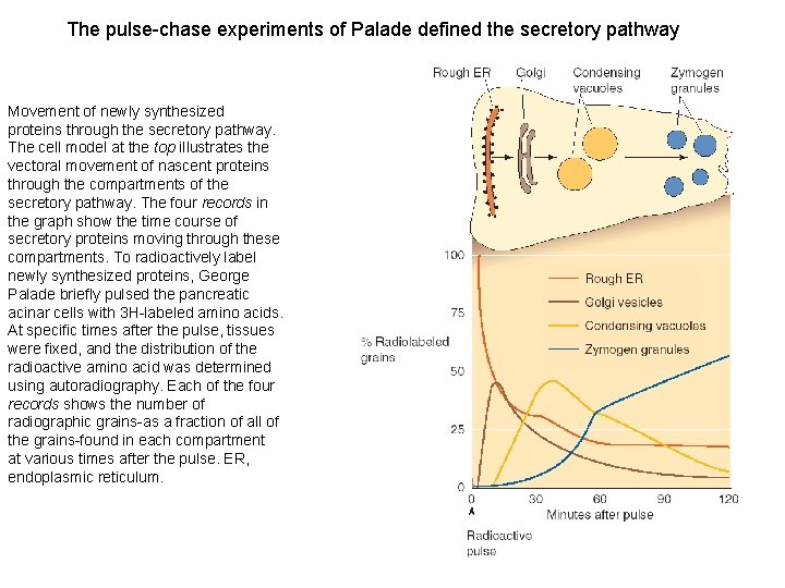 The pulse chase experiments of Palade defined the secretory pathway Movement of newly synthesized